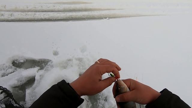 УДАЧНАЯ РЫБАЛКА НА ОЗЕРЕ ИНДЕРЬ. ХИЩНИК НА БАЛАНСИР. В ПОИСКАХ ТРОФЕЙНОГО ГОРБАЧА смотреть онлайн