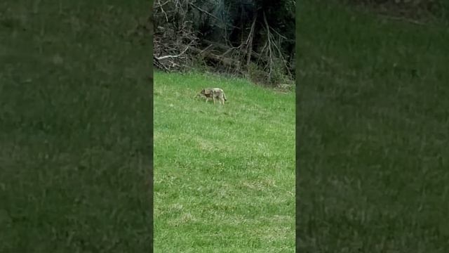 Wolf at Smoky Mountains National Park