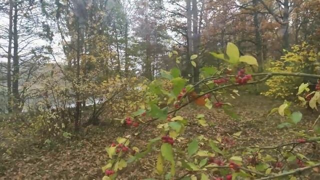 Маринованные опята/Маринад для грибов/Осенний лес #Маринованныеопята