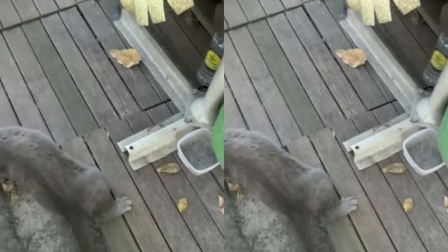 Sony NX70 Slowmotion vs Cat смотреть онлайн