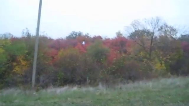 Снял чудака который бегает по деревьям на дону, это обычный человек, называют его охранником леса смотреть онлайн