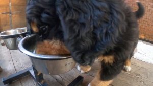 Щенок- пылесос. Бернский Зенненхунд, 2 месяца.Puppy-vacuum cleaner. Bernese Mountain Dog, 2 months.