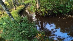 Форель в маленьком ручье, Рыбалка в Карелии 2022.