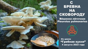 С бревна на сковороду. Вёшенка лёгочная  -  Pleurotus pulmonarius . Грибная кухня. 4.08. 2022 года