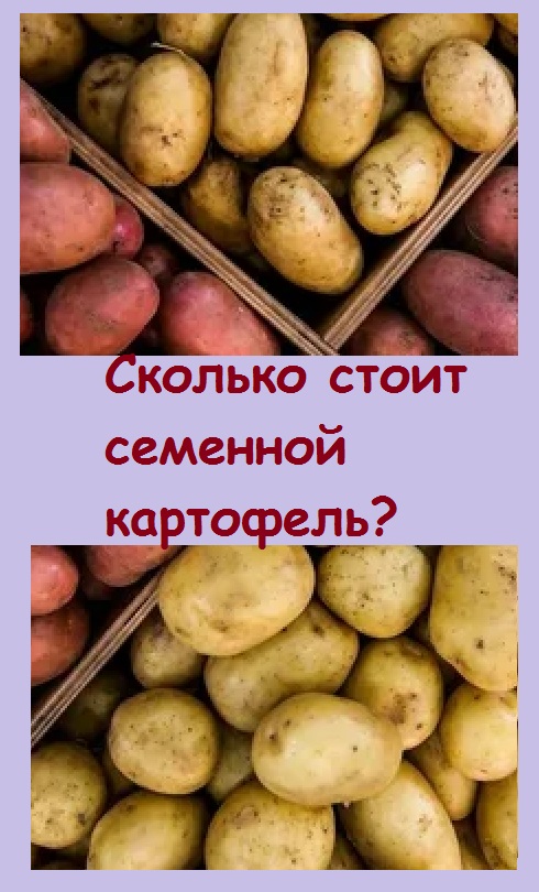 По какой ЦЕНЕ ПРОДАЕТСЯ СЕМЕННОЙ КАРТОФЕЛЬ в этом сезоне, я выяснила
#дача #огород #сад #garden