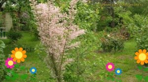 Тамарикс четырехтычинковый. Краткий обзор, описание характеристик tamarix tetrandra