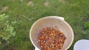 Гречка с сердечками и кабачками в казане на костре