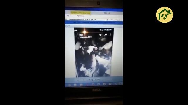 Собака со щенками. Жестокость людей и спасение. смотреть онлайн