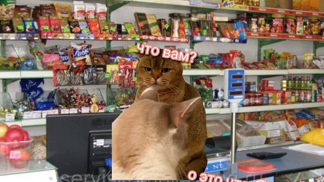 смешные котики