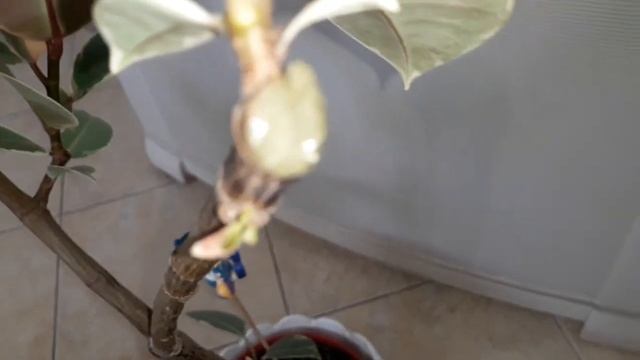 Чем я обрабатываю срезы у домашних и садовых растений?