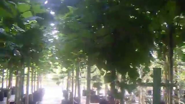 Sap Trees Tilia platyphyllos 14-16cm girth смотреть онлайн