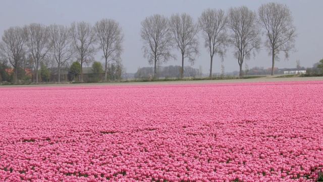 Главная вертихвостка зодиака смотреть онлайн