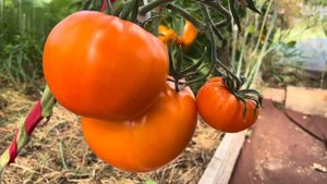 Томаты-солнышки: Жозефина, Цыпочка, Сумасшедшие вишни Барри, Алтайский оранжевый и Медовый салют.