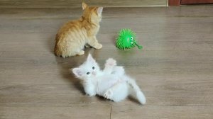 Смешные котята Миа и Лиза, часть 16