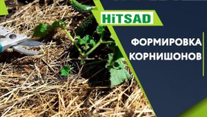 Как Увеличить урожай Огурцов  Правильная формировка корнишонов   Советы От Хитсад ТВ