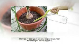 НОЛИНА ИЛИ БОКАРНЕЯ, СЛОНОВАЯ ПАЛЬМА. Виды, уход и разведение