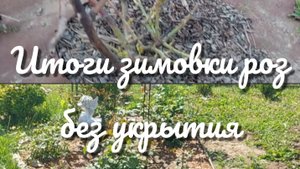 Итоги зимовки роз без укрытия, июнь