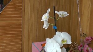 несколько орхидей в одном горшке.Можно ли посадить несколько орхидей в один горшок.