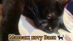Funny cats / СМЕШНЫЕ ЖИВОТНЫЕ / 😻😻😻 Массаж Ваське 🐈⬛ 🙂