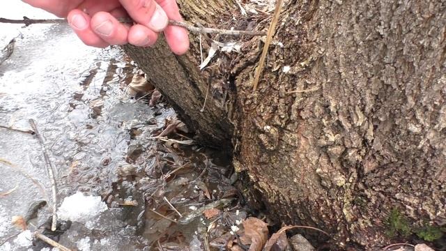 Добыли КЛЕНОВЫЙ СОК! Сохраняем БЕРЁЗОВЫЙ СОК НА ЛЕТО! (ЭКСПЕРИМЕНТ) смотреть онлайн