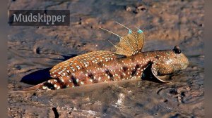 Рыбы которые живут в воде и на суше/рыбы которые могут дышать на суше