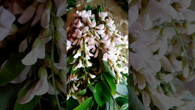 Волшебная Акация Райское дерево смотреть онлайн