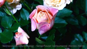 Как распускается роза Зангерхаузер Юбилямрозе - Sangerhauser Jubilaumsrose (Kordes 2003)