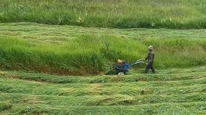 Скашивание травы на сено мотоблоком "Нева"