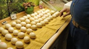 Закладка яиц в инкубатор пошагово, подробно.