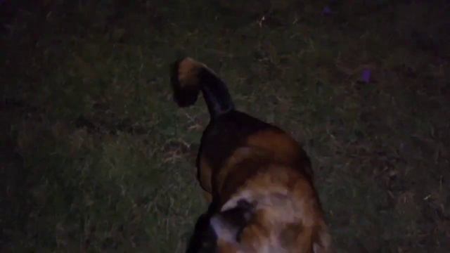 Вечерняя прогулка. Дрессировки на площадке. Пти брабансон. Грифон. Petit brabanson. смотреть онлайн