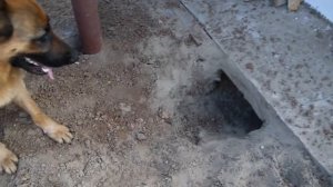 Старк накосячил