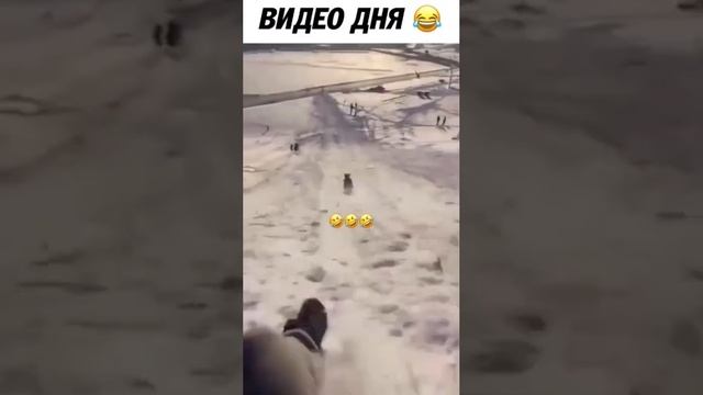 Хозяин, давай наперегонки?