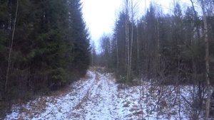 С РУССКОЙ ГОНЧЕЙ ОХОТА на ЗАЙЦА.7 ноября.сезон 2022-2023