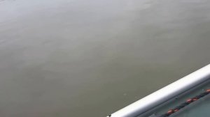 лодка ТАЙГА 340, ПЛМ гибрид G200VK+B8