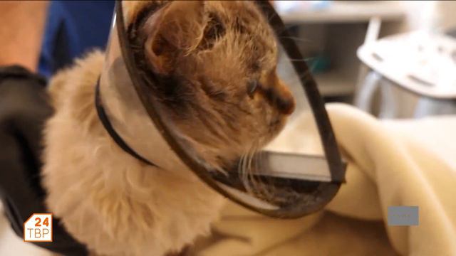 Шалайка - молодая и интересная порода смотреть онлайн