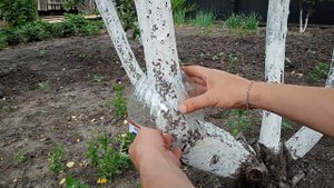 Супер способ защитить яблоню от муравьев с помощью пластиковой бутылки