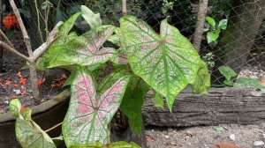 Caladium Heart of Jesus Angel Wings