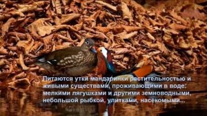 Дикая утка Мандаринка