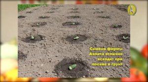 Мускатные Тыквы – Сорта от Агрофирмы Аэлита