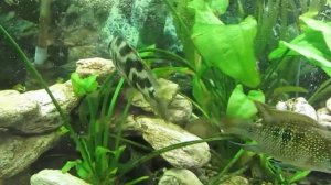 Хаплохромис ливингстона содержание, разведение в аквариуме. Цихлиды Малави.