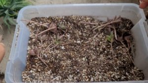 Repotting my Kalanchoe Pink Butterfly