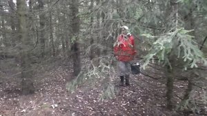 Волшебный грибной лес. Удачный поход за грибами. Сбор грибов 2020 года сентябрь.