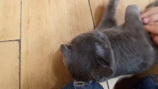 Котопространство страна ?МУРЛЯНДИЯ?.