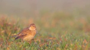 The Lark Ascending - choral version with Fieri Consort/Charles Mutter (violin) - Relax and listen