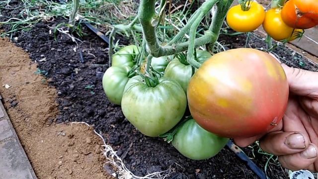 Томат Тайга Taiga.