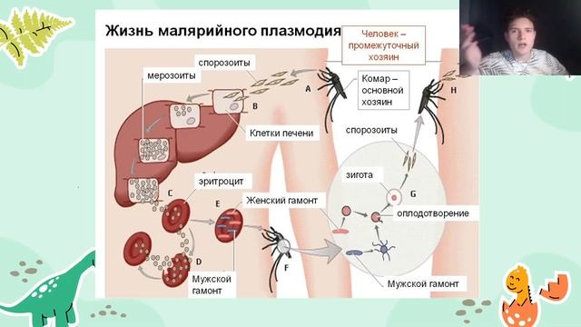 ЕГЭ Биология | МАЛЯРИЯ смотреть онлайн