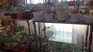 Комнатные цветы/растения. Подсветка для цветов дома. Как и где крепятся лампы. Продолжение.
