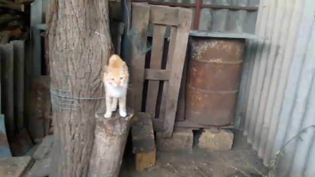 Вечер, куры и цыплята идут спать. Ёжик в курятнике смотреть онлайн