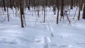 Зимний лес, чьи следы на снегу, КАБАНА или ЛОСЯ? Гуляем с собакой.