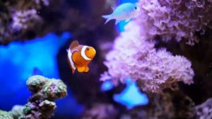 Музыка для исцеляющего стресса ? беспокойства и депрессии, удалить внутренний гнев и грусть